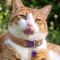Kedi Tasması